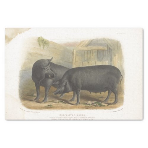 Black Pigs Ephemera Decoupage Vintage Farm Tissue Paper