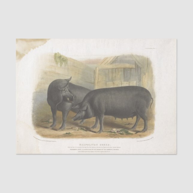 Black Pigs Ephemera Decoupage Vintage Farm Tissue Paper (Front)