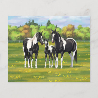 Black Pinto Paint Quarter Horses In Summer Pasture