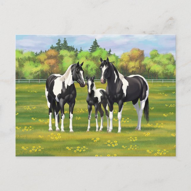 Black Pinto Paint Quarter Horses In Summer Pasture Postcard (Front)