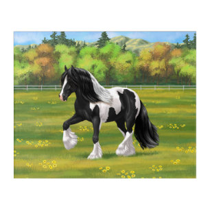 Black Pinto Piebald Gypsy Vanner Draft Horse Acrylic Print