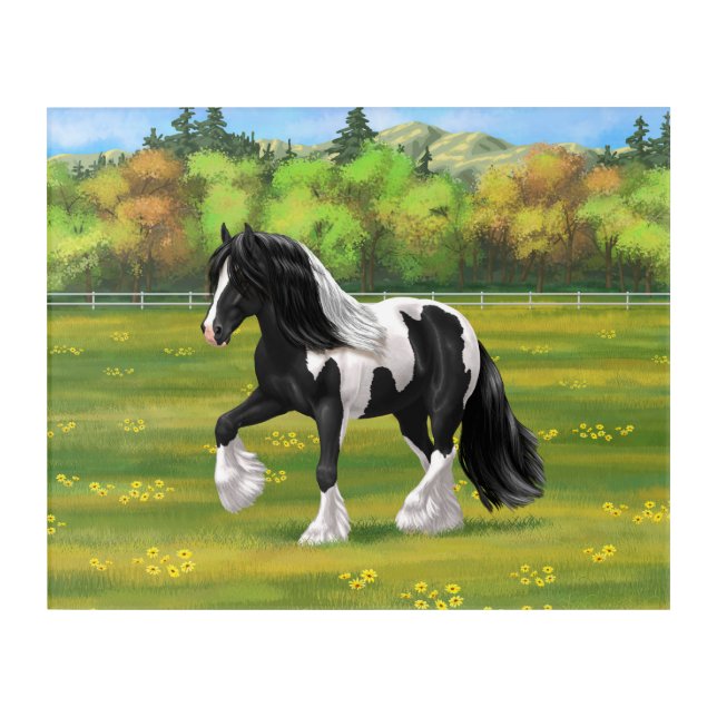 Black Pinto Piebald Gypsy Vanner Draft Horse Acrylic Print (Front)