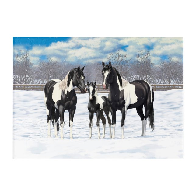 Black Pinto Quarter Horse Paint Horses In Snow Acrylic Print (Front)