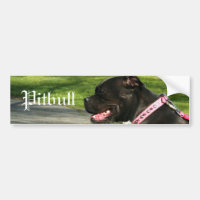 Black Pit Bull Bumper Sticker