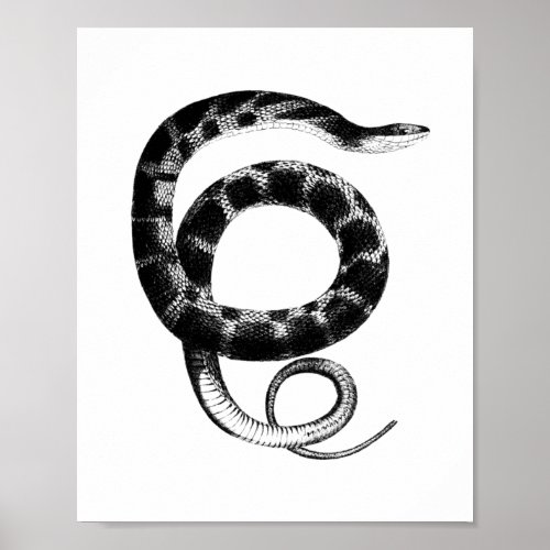 Black plain_bellied water snake poster