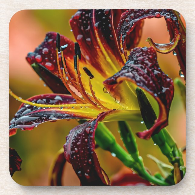 "Black Plush" Daylily Beverage Coaster (Front)