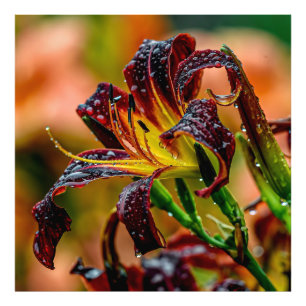 "Black Plush" Daylily Photo Print