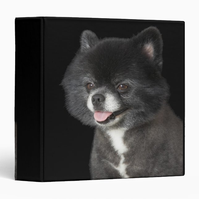 Black Pomeranian looking to the left 3 Ring Binder (Front/Spine)