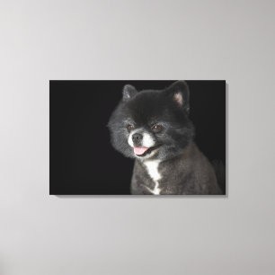 Black Pomeranian looking to the left Canvas Print