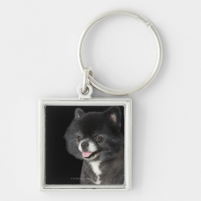 Black Pomeranian looking to the left Keychain (Front)