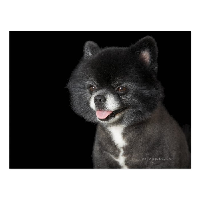 Black Pomeranian looking to the left Postcards
