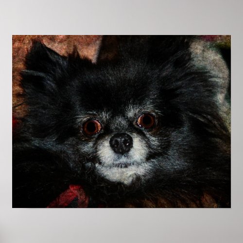 Black Pomeranian Poster