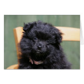 Black Pomeranian Puppy (Front Horizontal)