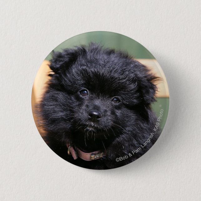 Black Pomeranian Puppy Button (Front)