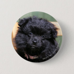 Black Pomeranian Puppy Button