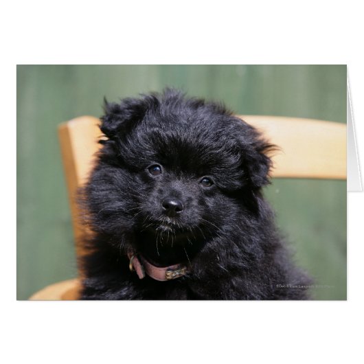 Black Pomeranian Puppy Cards (Front Horizontal)