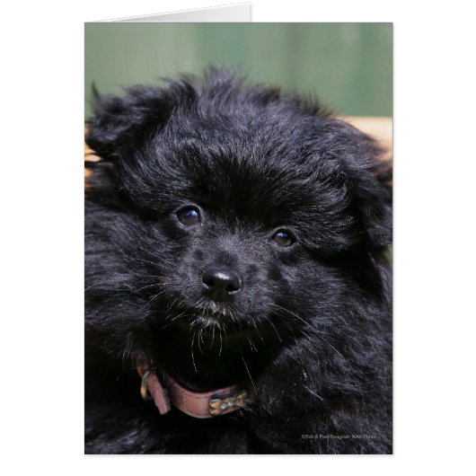 Black Pomeranian Puppy Cards (Front)