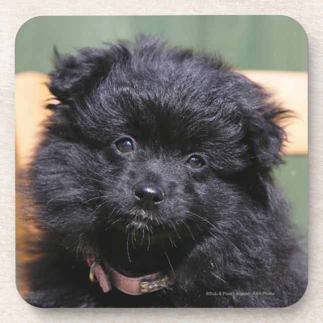 Black Pomeranian Puppy Drink Coaster (Front)