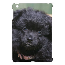 Black Pomeranian Puppy iPad Mini Case