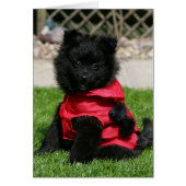 Black Pomeranian Puppy Looking at Camera (Front)