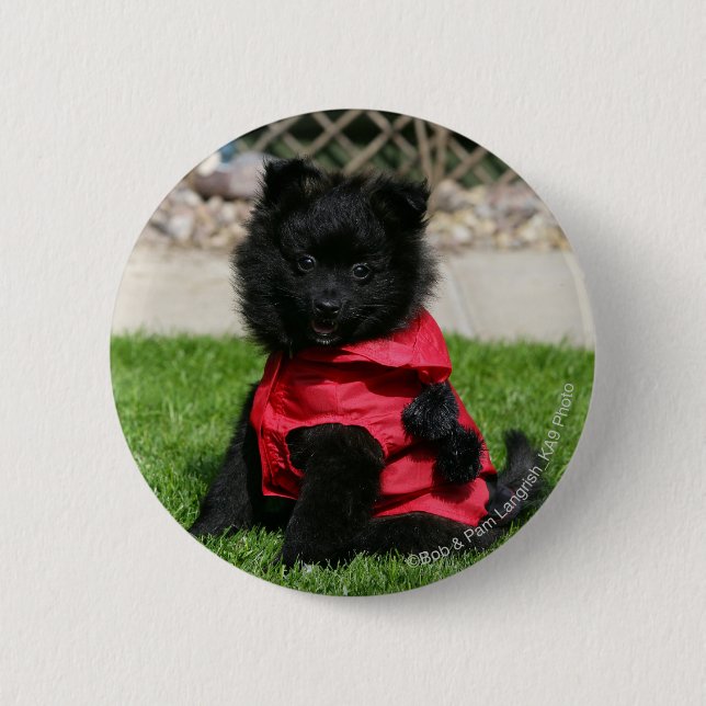 Black Pomeranian Puppy Looking at Camera Button (Front)