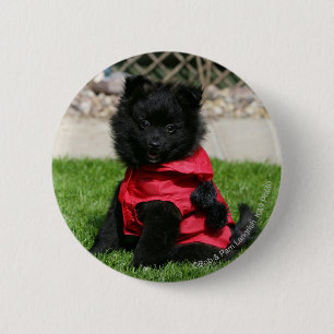 Black Pomeranian Puppy Looking at Camera Button