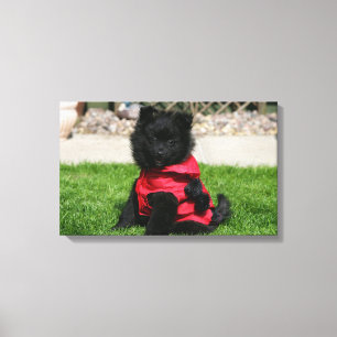 Black Pomeranian Puppy Looking at Camera Canvas Print