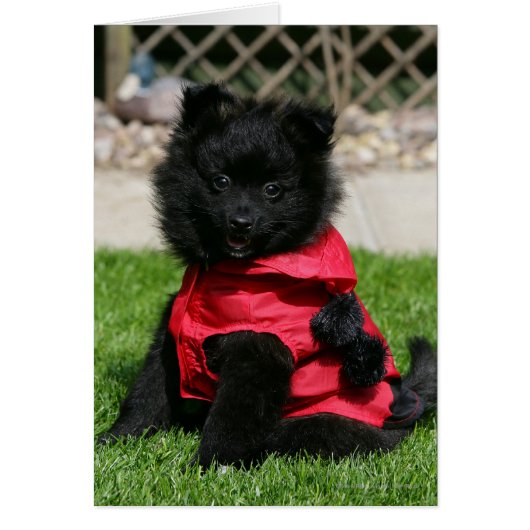 Black Pomeranian Puppy Looking at Camera Cards (Front)