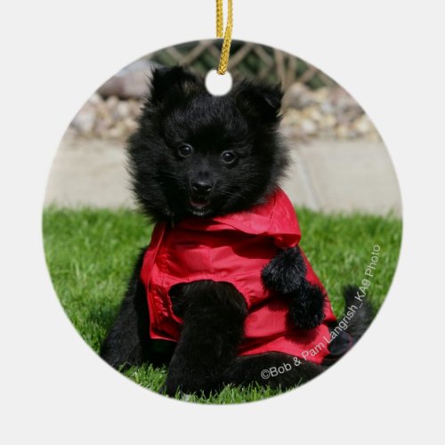 Black Pomeranian Puppy Looking at Camera Ceramic Ornament