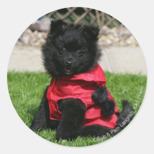 Black Pomeranian Puppy Looking at Camera Classic Round Sticker