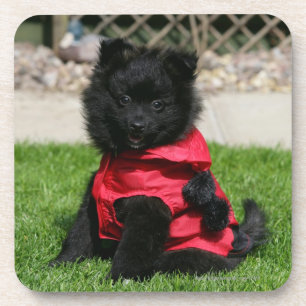 Black Pomeranian Puppy Looking at Camera Drink Coaster