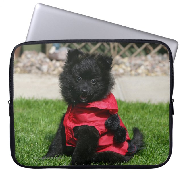 Black Pomeranian Puppy Looking at Camera Laptop Sleeve (Front)