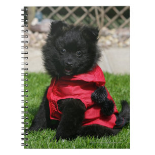 Black Pomeranian Puppy Looking at Camera Notebook