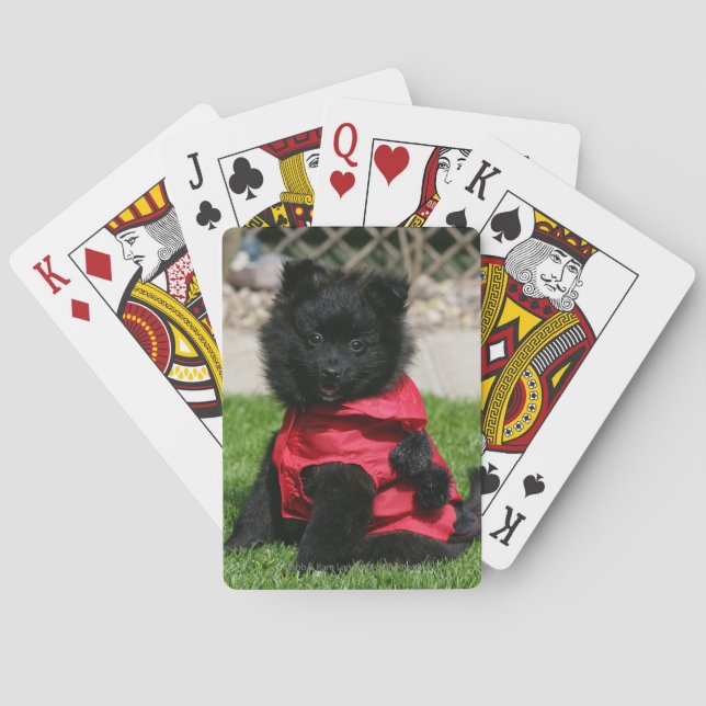 Black Pomeranian Puppy Looking at Camera Poker Cards (Back)