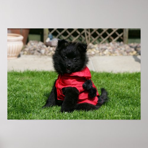 Black Pomeranian Puppy Looking at Camera Poster