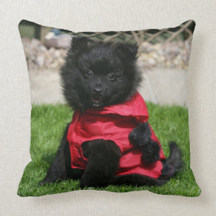 Black Pomeranian Puppy Looking at Camera Throw Pillow