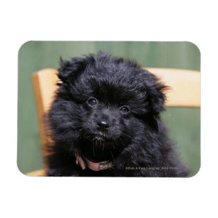 Black Pomeranian Puppy Magnet