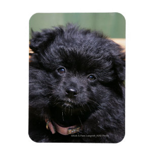 Black Pomeranian Puppy Magnet