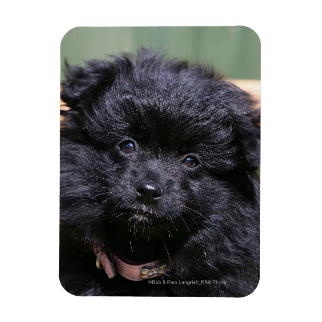 Black Pomeranian Puppy Magnet (Vertical)
