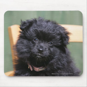 Black Pomeranian Puppy Mouse Pad
