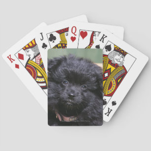 Black Pomeranian Puppy Poker Cards