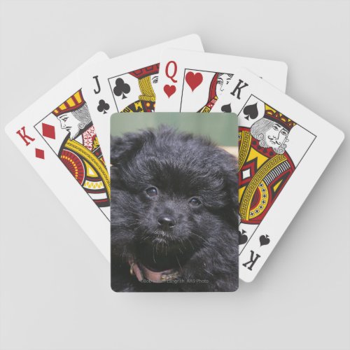 Black Pomeranian Puppy Poker Cards