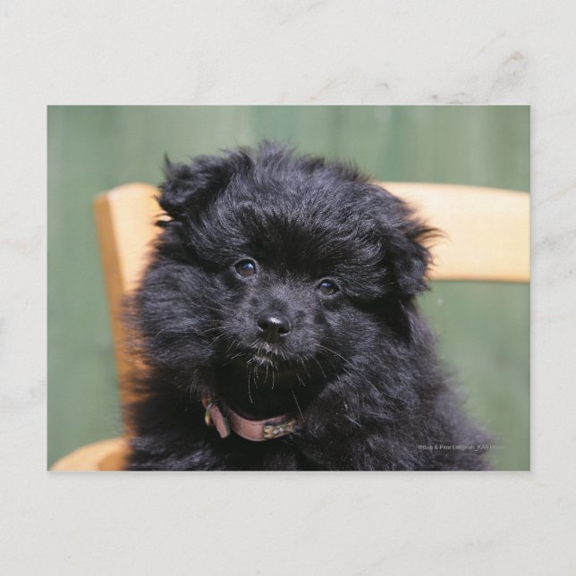 Black Pomeranian Puppy Postcard (Front)