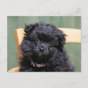 Black Pomeranian Puppy Postcard