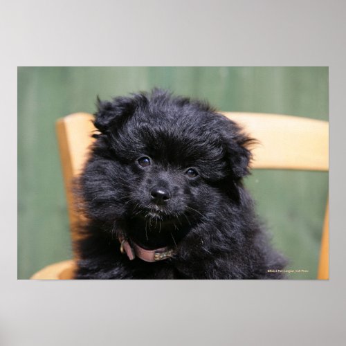 Black Pomeranian Puppy Poster