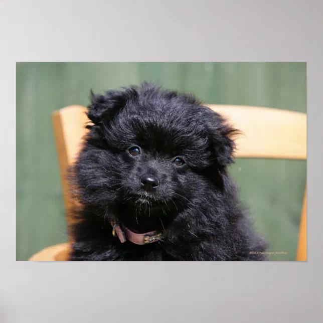Black Pomeranian Puppy Poster Zazzle