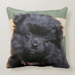 Black Pomeranian Puppy Throw Pillow