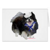 Black Pomeranian Sailor (Front Horizontal)