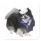 Black Pomeranian Sailor
