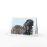 Black Pony Greeting Card